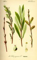 Salix purpurea